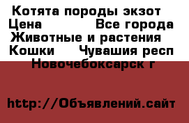 Котята породы экзот › Цена ­ 7 000 - Все города Животные и растения » Кошки   . Чувашия респ.,Новочебоксарск г.